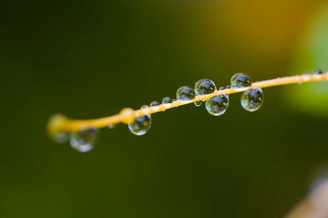 Dew On A Blade Of Grass