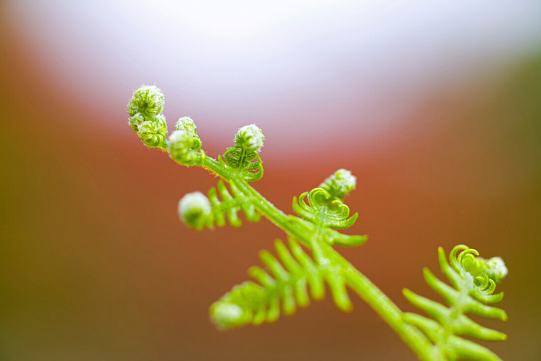 Close Up Of A Fern