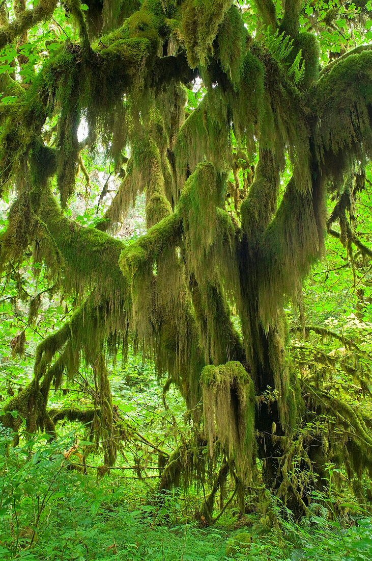 Hoh Rainforest In Olympic National Park, Washington, Usa