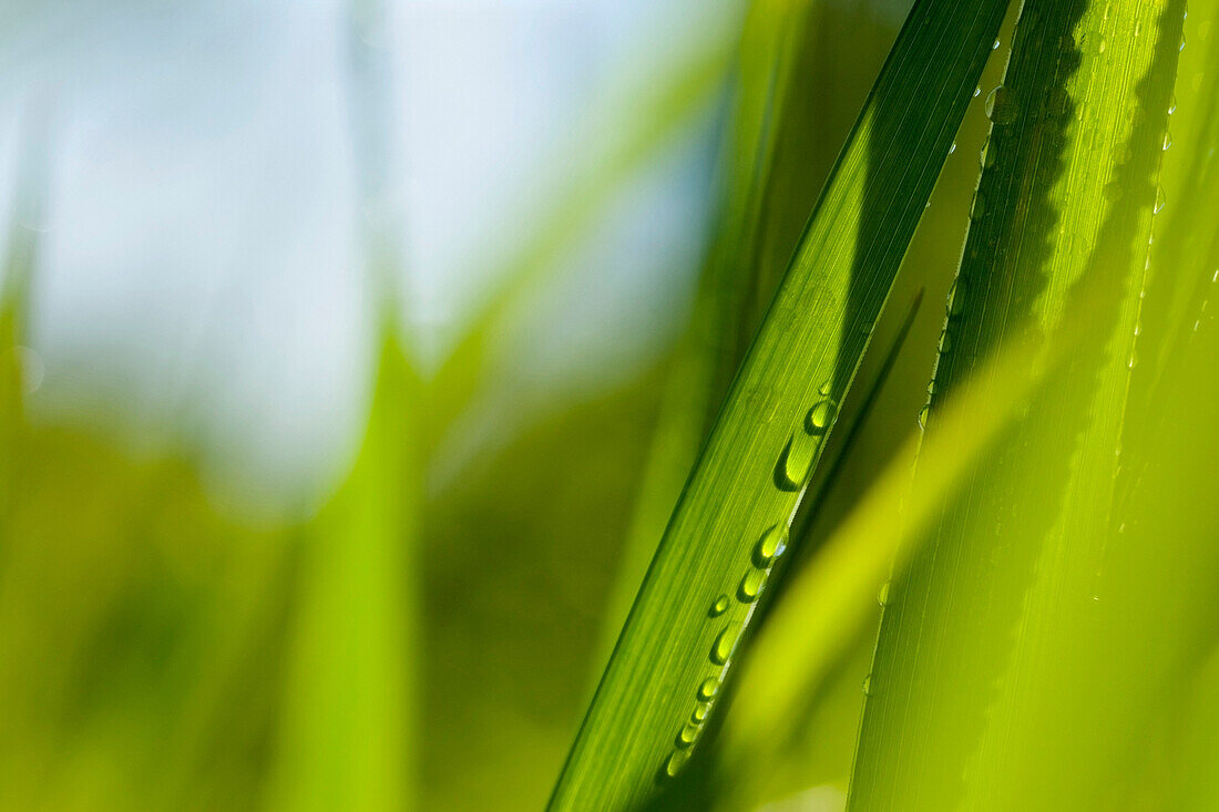 Close-Up Of Grass
