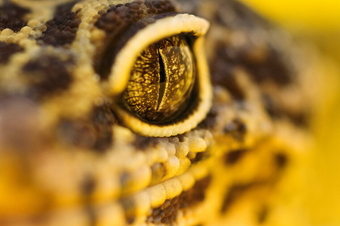 Adult Leopard Gecko