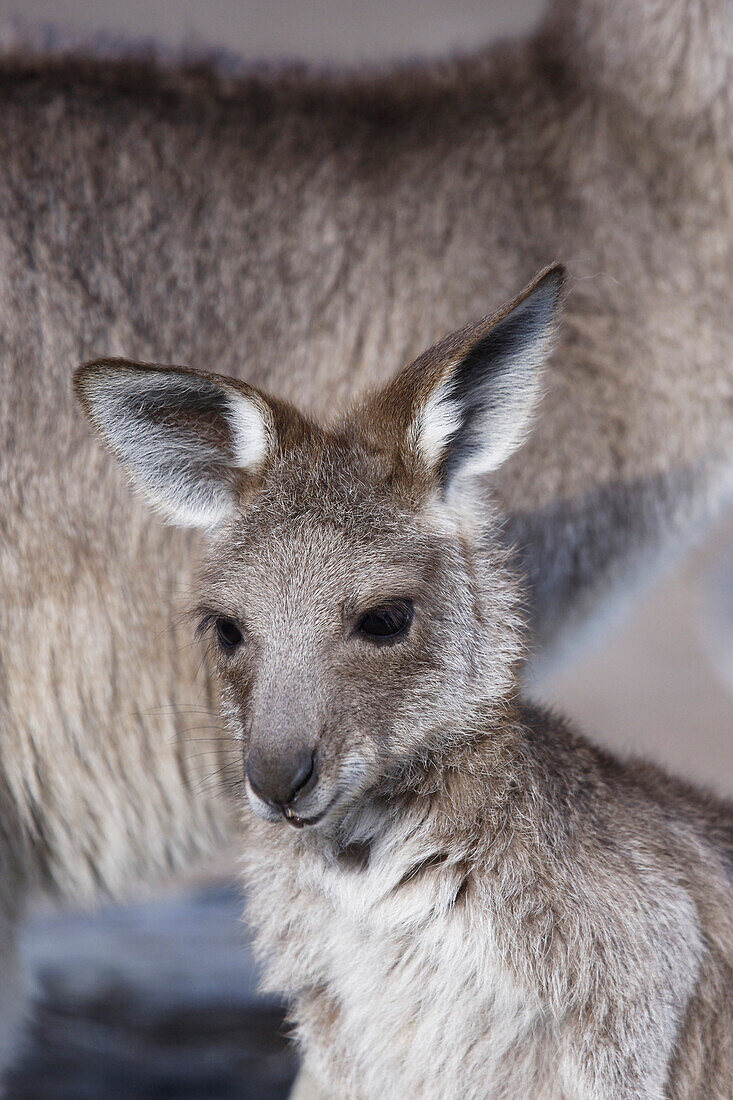 Eastern Grey Kangaroo, Macropus Cinereus, Australia