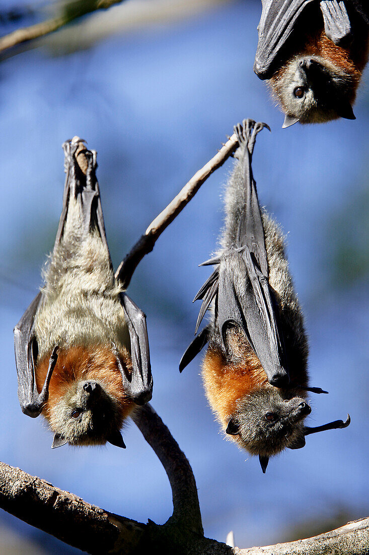 Grey-Headed Flying Fox Fruitbats, Pteropus Poliocephalus, Australia
