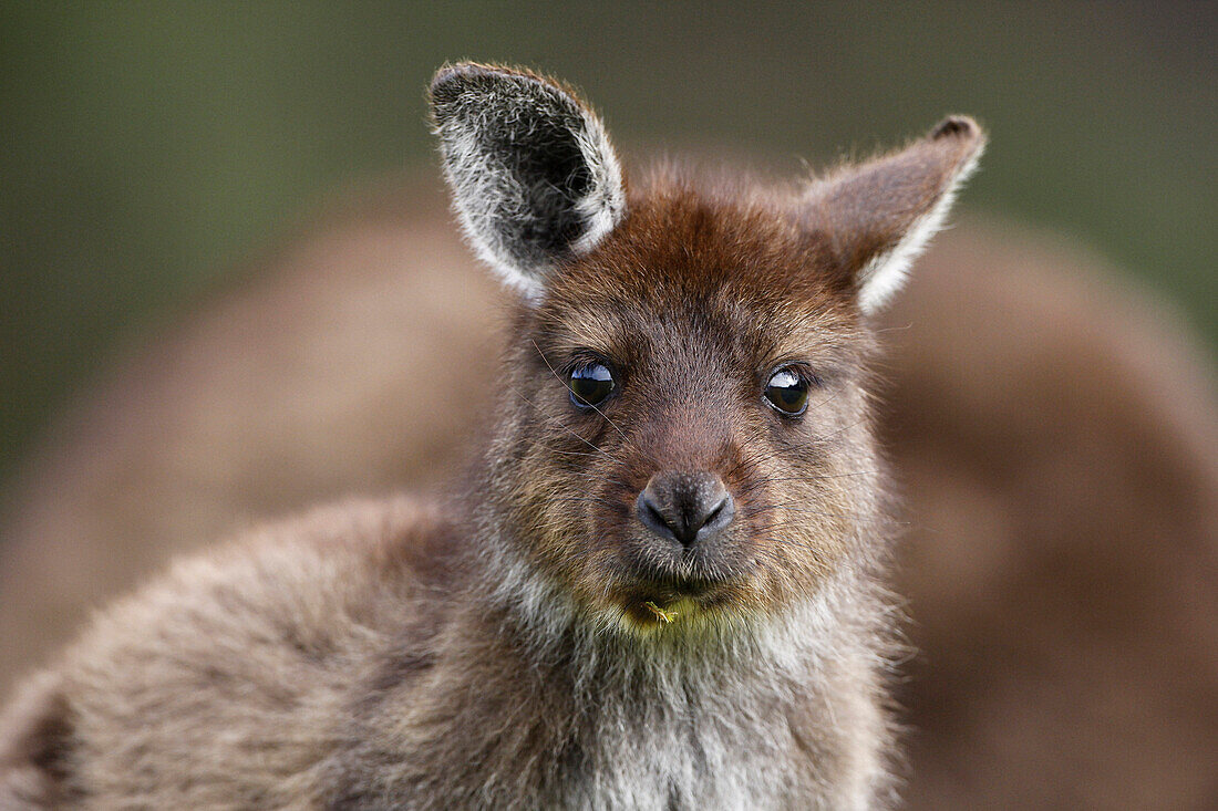 Eastern Grey Kangaroo, Marcropus Cinereus, Kangaroo Island, Australia