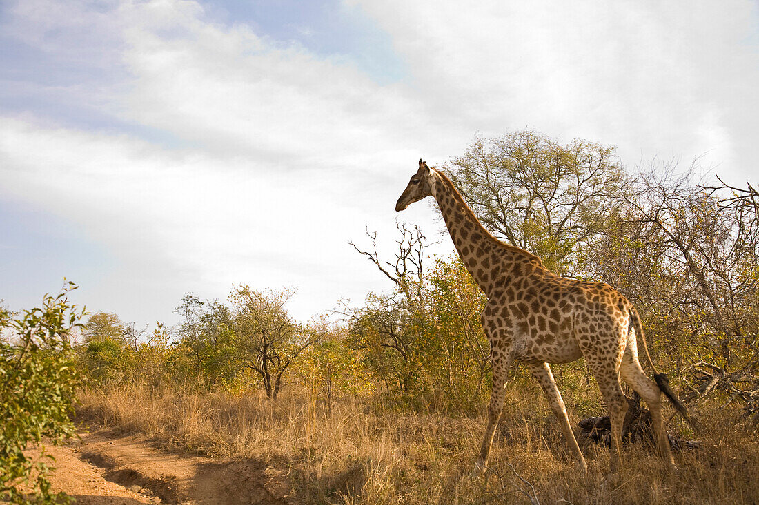 Giraffe (Giraffa Camelopardalis), Arathusa Safari Lodge, Sabi Sand Reserve, Mpumalanga, South Africa