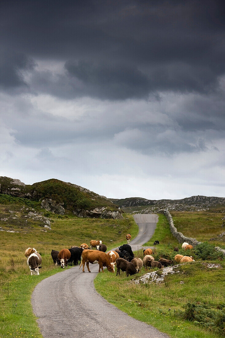 Cattle On A Rural Road, Scotland