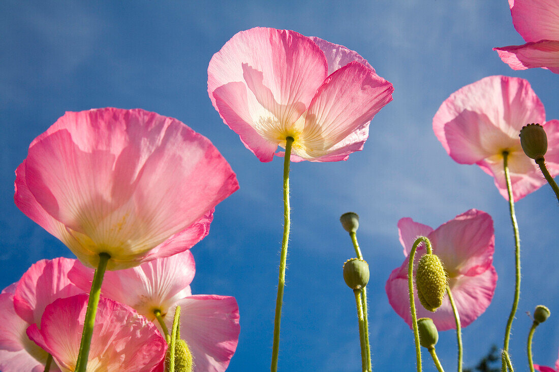 Shirley Poppies