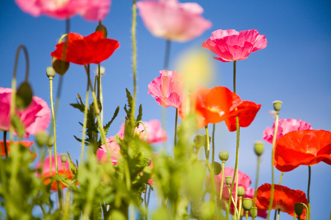 'Shirley Poppies (Papaver Rhoeas); Flowers On Mount Hood, Oregon, Usa'