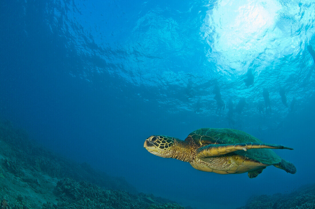 'Makena State Park, South Maui, Hawaii, Usa; Green Sea Turtle (Chelonia Mydas)'