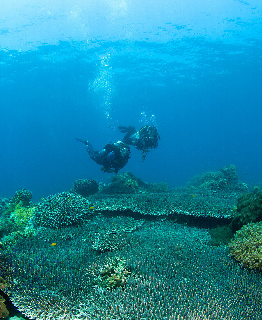 'Apo Island Marine Park, Philippines, Asia; Scuba Diver'