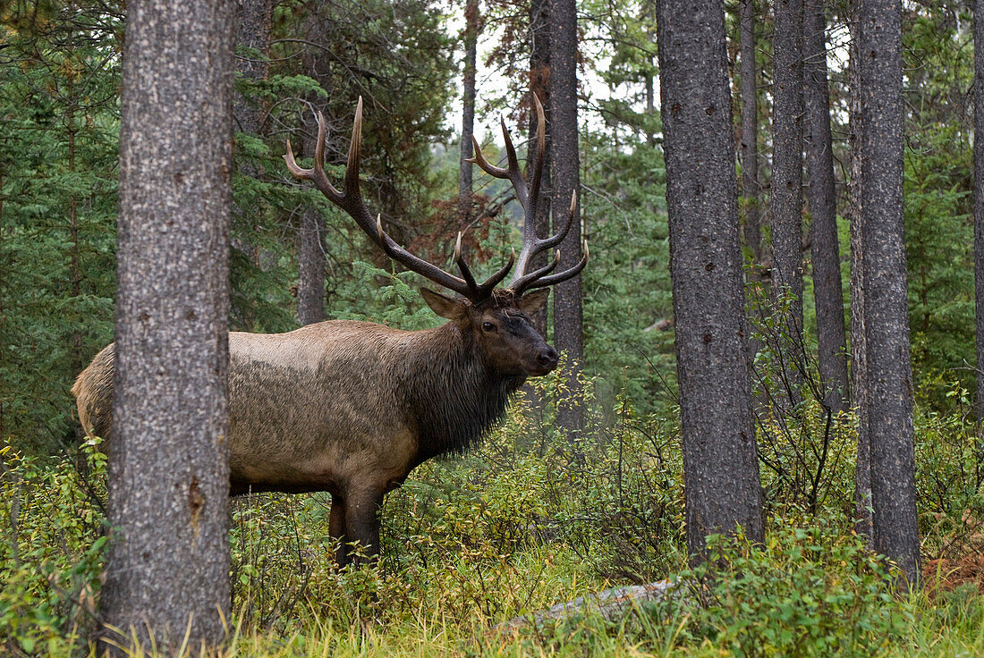 'Jasper National Park, Jasper, Alberta, Canada; Bull Elk (Cervus Canadensis)During Rut Season'