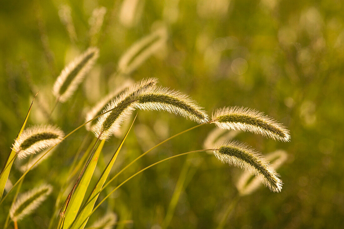 Wild Grass