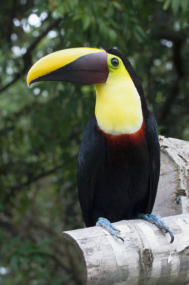 'Costa Rica; Toucan On A Perch'