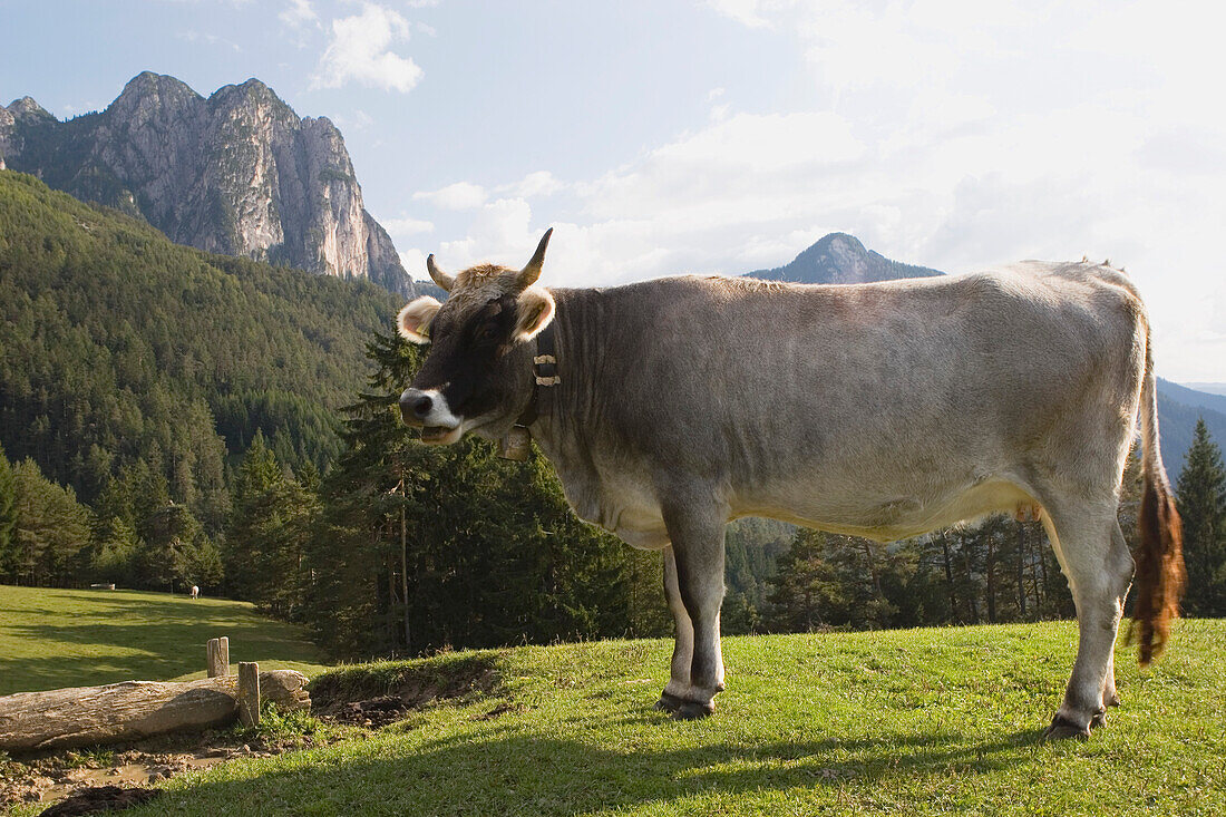 Cow In A Meadow, Fie Allo Sciliar, Alto Adige, Italy