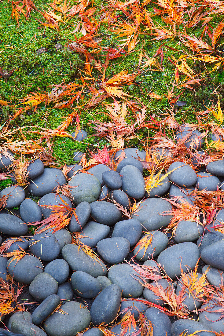 Rocks And Fallen Leaves