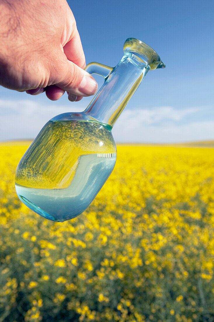 'Alberta, Canada; A Jar Of Canola Oil Being Poured Over A Flowering Canola Field'