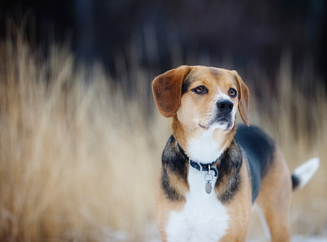 Beagle