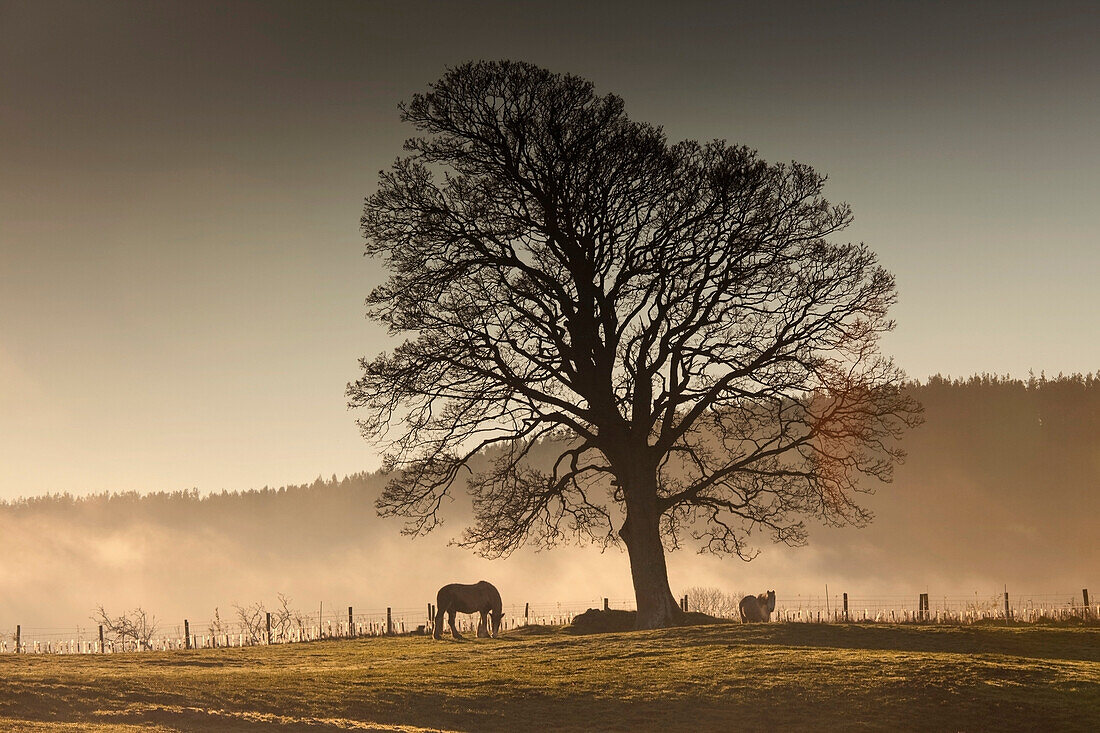 'Northumberland, England; Horses Grazing In A Field Covered With Fog'