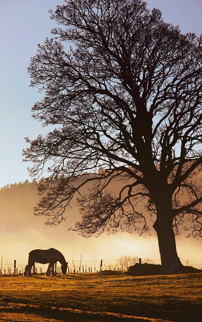 'Northumberland, England; A Horse Grazing In A Field'