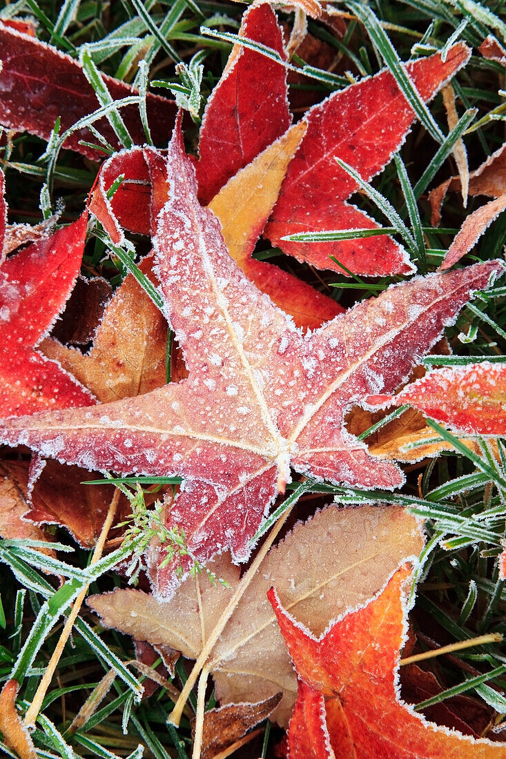 Fall Colored Leaves Covered In Frost