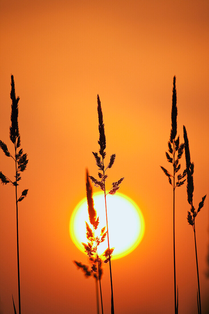 Tall Grass In A Sunset