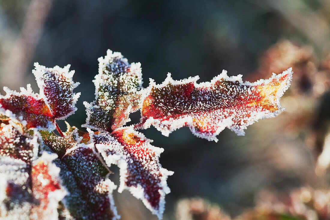 'Oregon Cascades, Oregon, United States Of America; Winter Frost On A Bush'