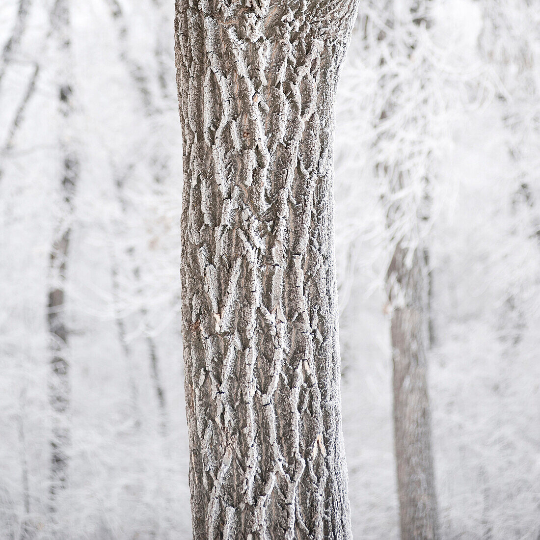 'Winnipeg, Manitoba, Canada; A Tree Trunk And It's Branches Covered With Snow'