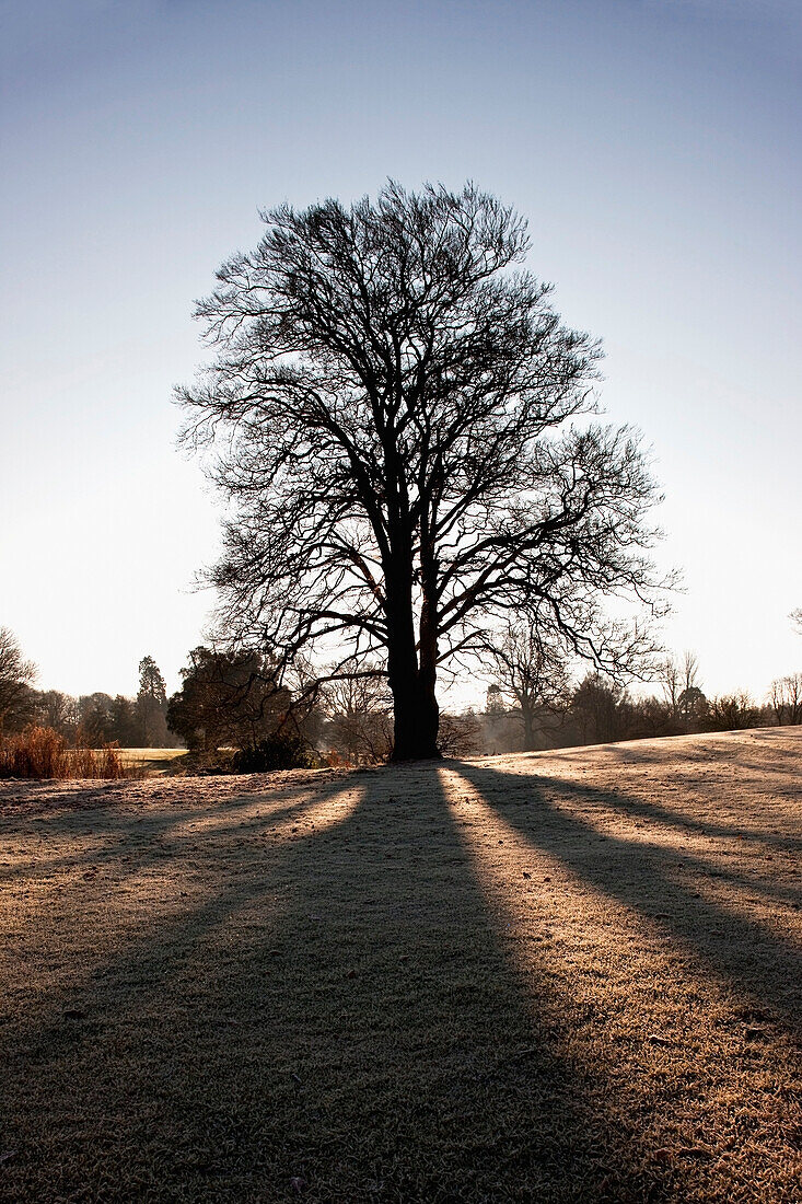 'Dumfries, Scotland; Silhouette Of A Tree And It's Shadow'