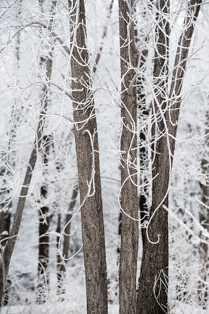 'Winnipeg, Manitoba, Canada; Snow Covering The Trees In Winter'