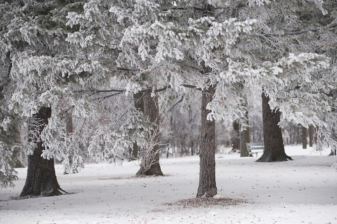 'Winnipeg, Manitoba, Canada; Trees Covered In Snow'