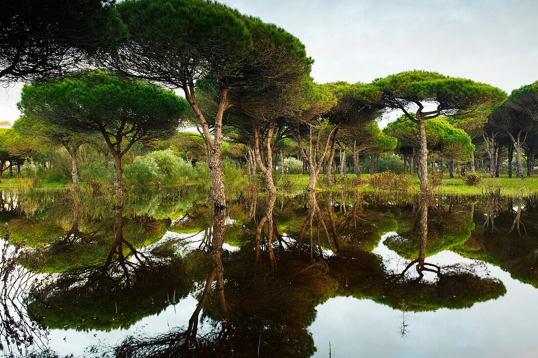 'Tarifa, Cadiz, Andalusia, Spain; A Flooded Forest'