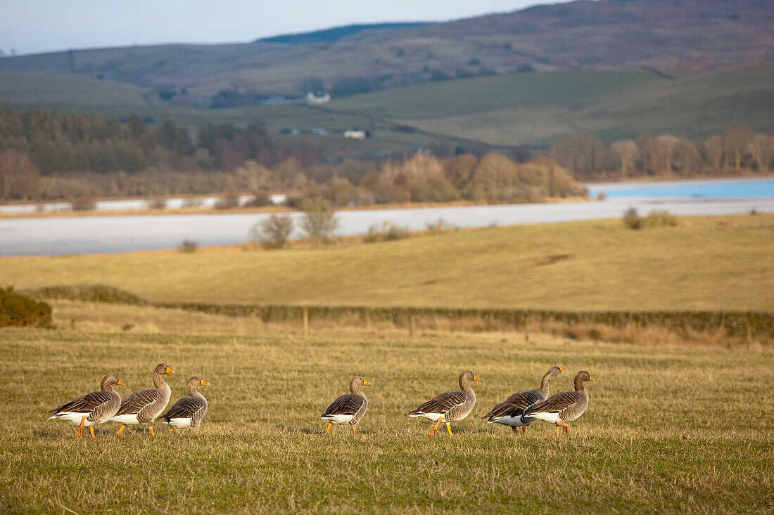 'Dumfries, Scotland; Ducks Walking On The Grass Near The Water'