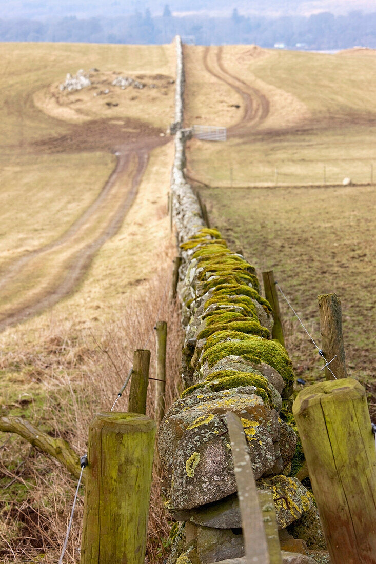 'Dumfries, Scotland; A Stone Fence With Moss Growing On It Stretching Across A Field'