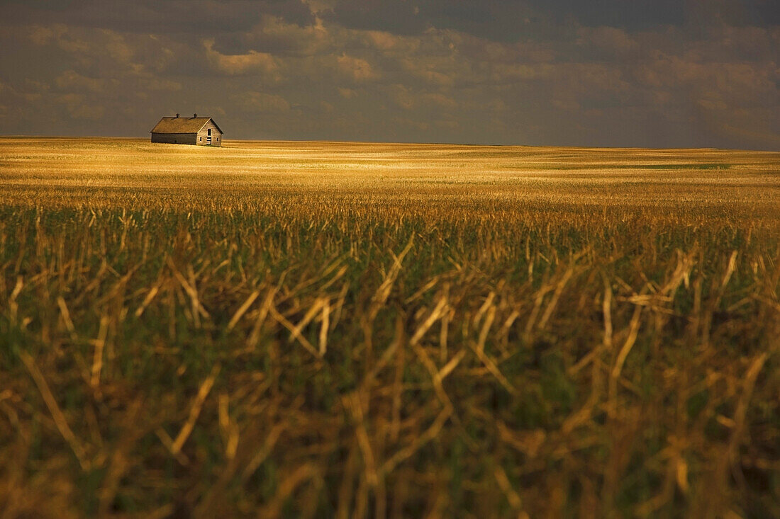 'Tofield, Alberta, Canada; An Old Barn In A Field'
