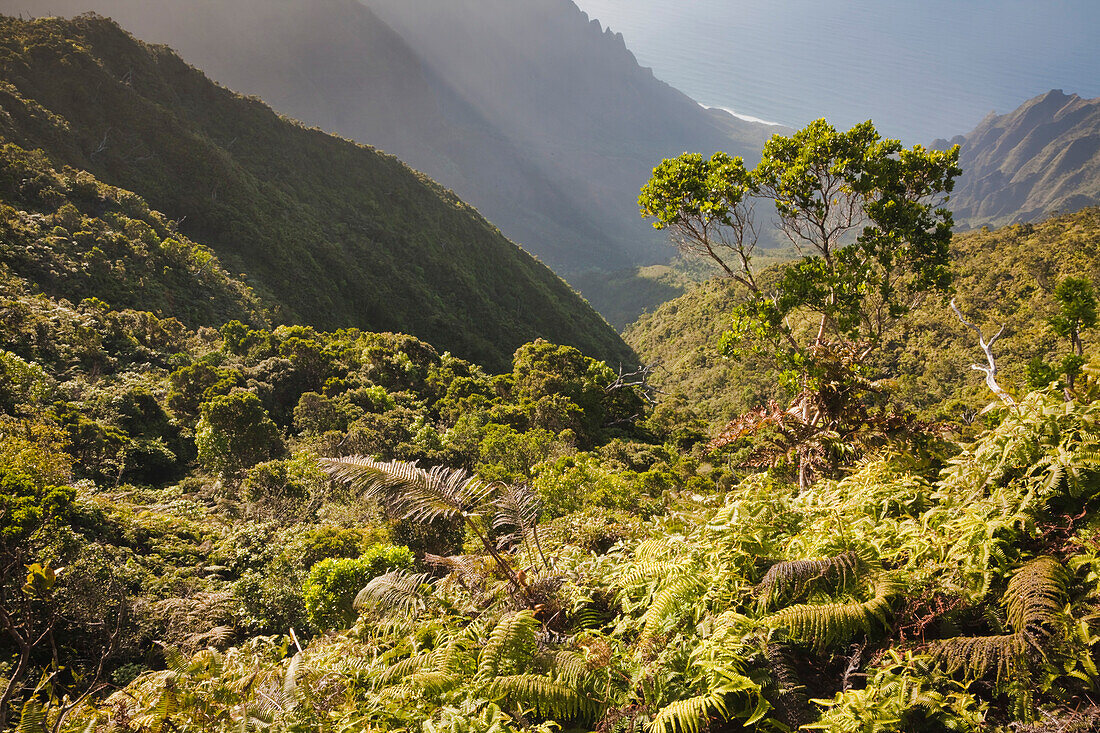 'Hawaii, United States Of America; View From Pihea Trail Down Steep Vertical Side Of Kalalau Valley Along The Napali Coast'