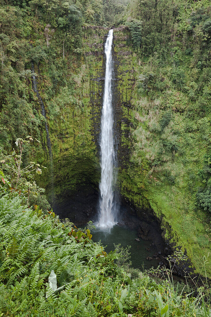 'Hawaii, United States Of America; Akaka Falls With Cliffs And A Gorge Covered With Rainforest Plants'