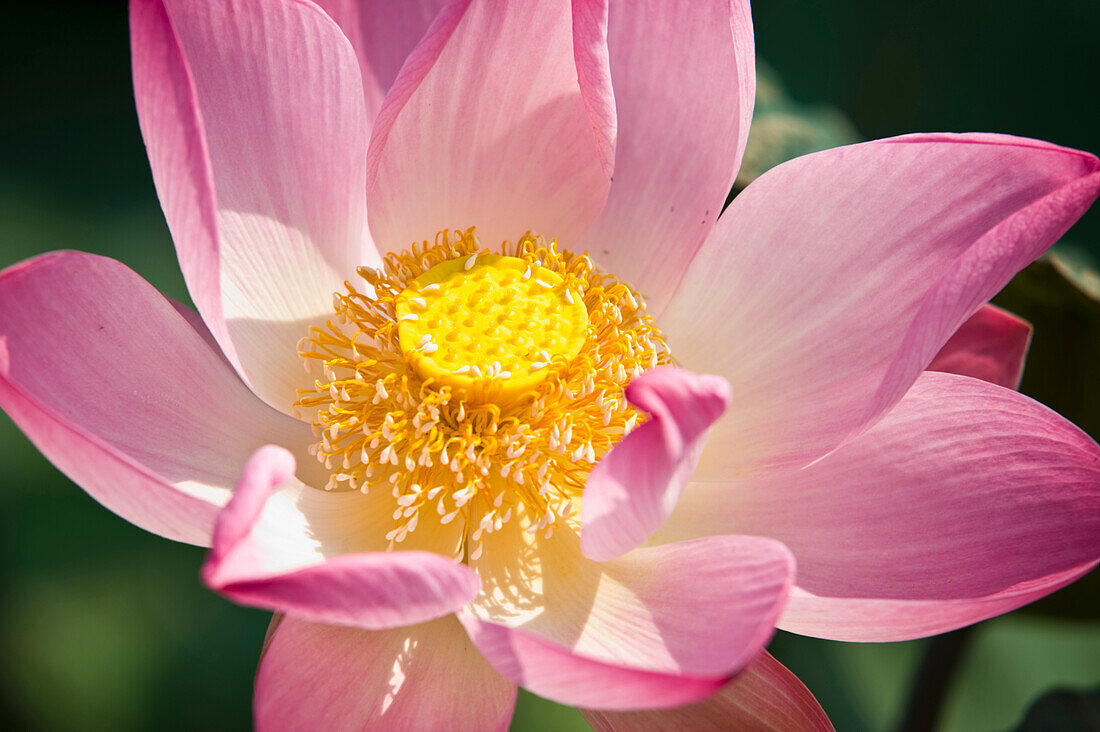 Eine rosafarbene Lotusblüte (Nelumbo Nucifera); Palmerston North, Neuseeland'
