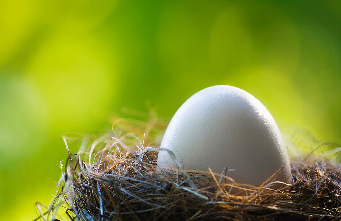 'Willmar, Minnesota, United States Of America; An Egg In A Nest'
