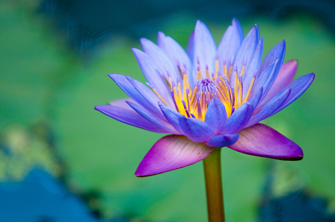 Eine Lotusblume (Nelumbo Nucifera); Chiang Mai, Thailand'