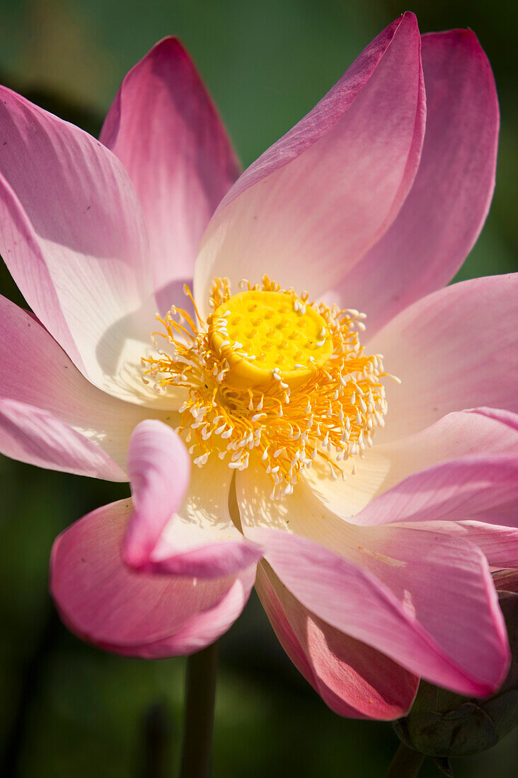 'A Pink Lotus Flower (Nelumbo Nucifera); Chiang Mai, Thailand'