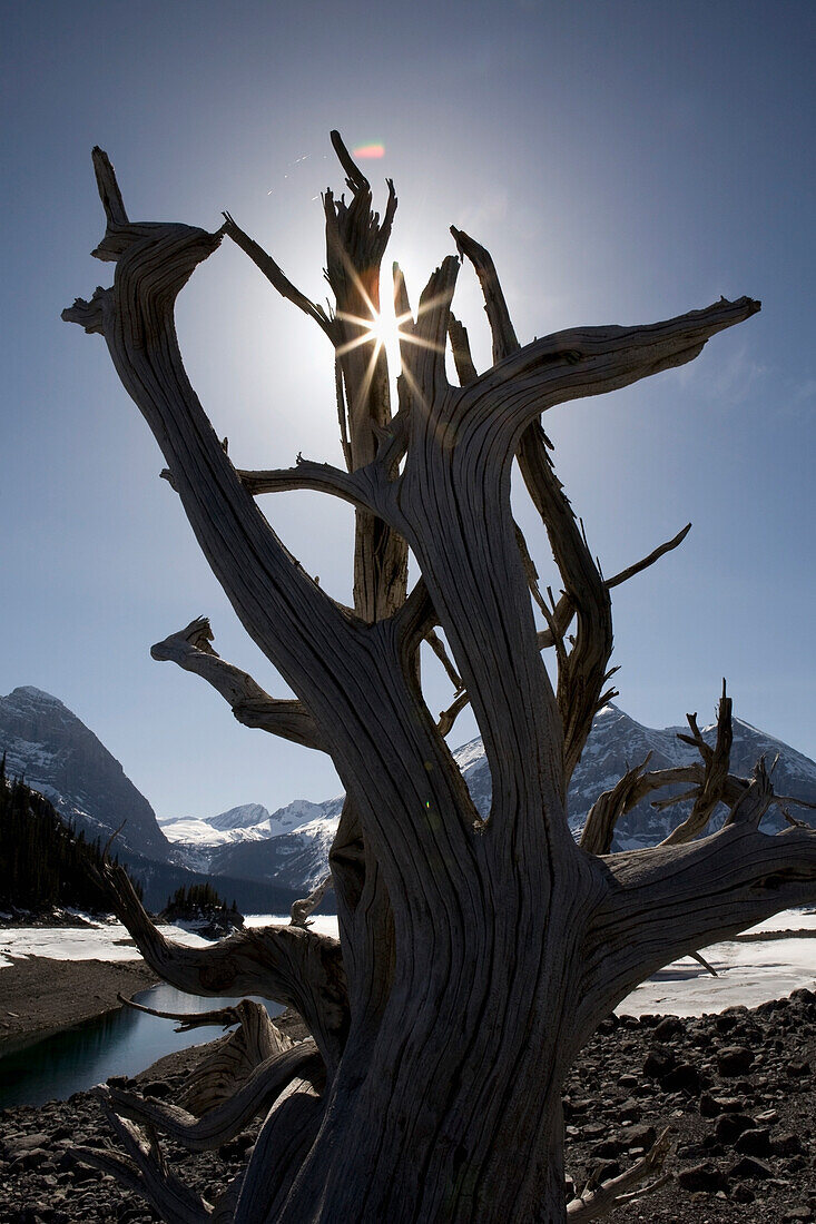 'Alberta, Canada; Driftwood Root On A Lake Shoreline In The Mountains In Kananaskis Country'
