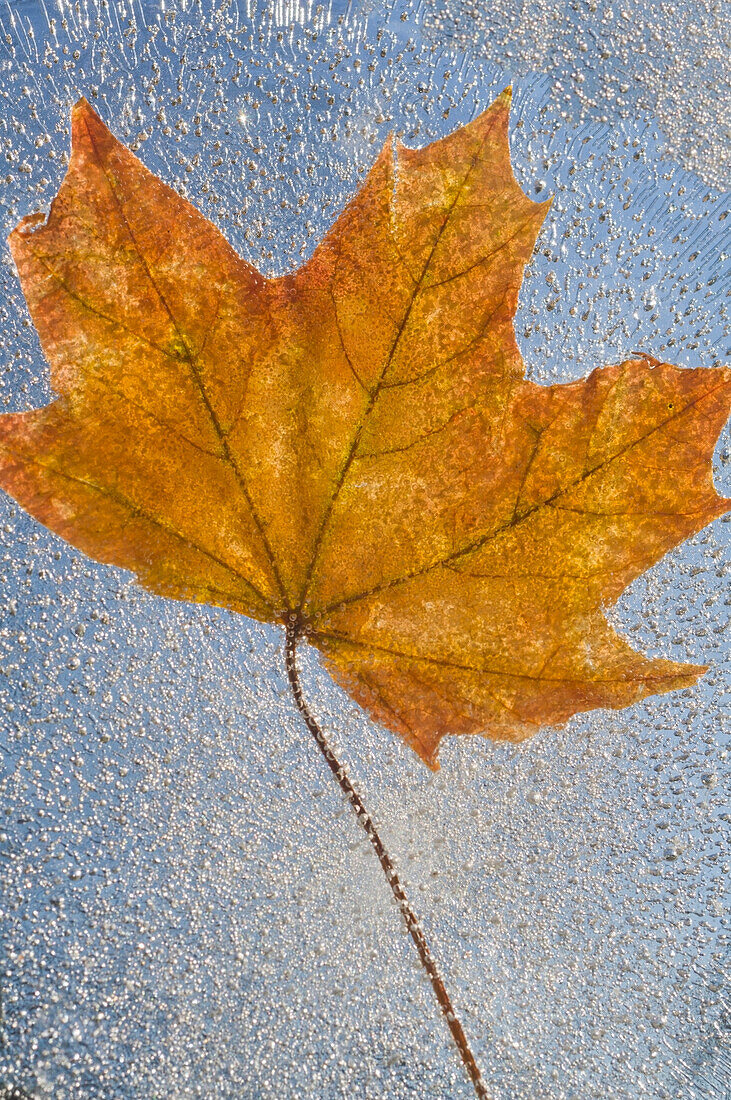 'Portland, Oregon, United States Of America; Autumn Leaf Encased In Ice'