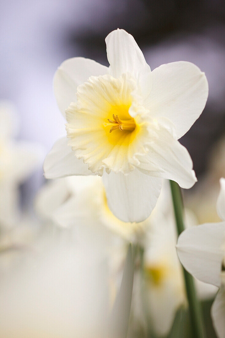 Portland, Oregon, Vereinigte Staaten von Amerika; Eine weiße Blume im Portland Park'