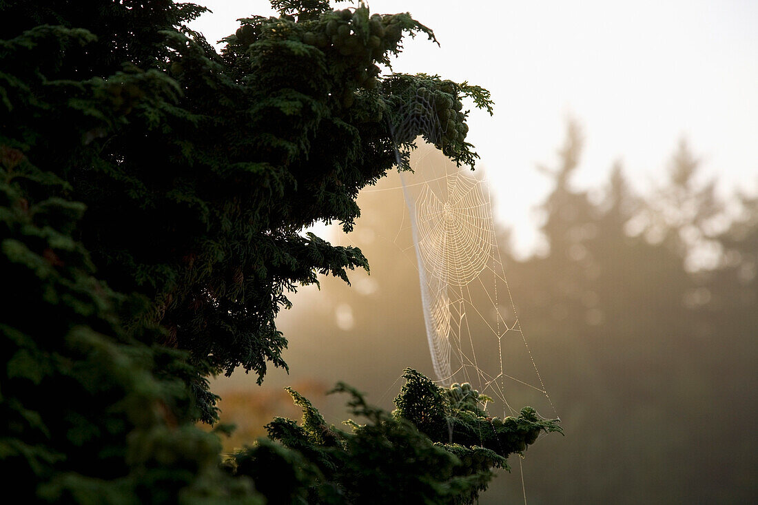 'Washington, United States Of America; Morning Dew On A Spider Web'