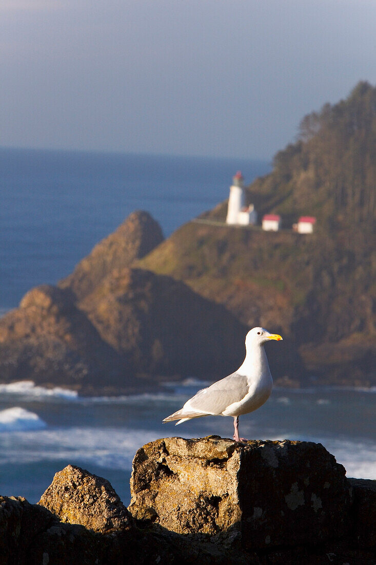'Oregon, United States Of America; A Bird Sitting On A Rock With Heceta Head Lighthouse In The Background Along The Coast Of The Pacific Ocean'