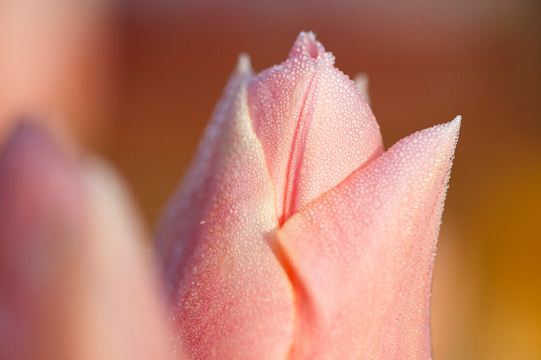 'Woodburn, Oregon, United States Of America; Close Up Of A Pink Tulip'