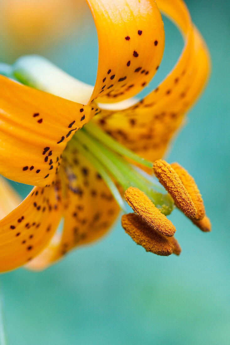 'Oregon, United States Of America; A Lily On Mount Hood'