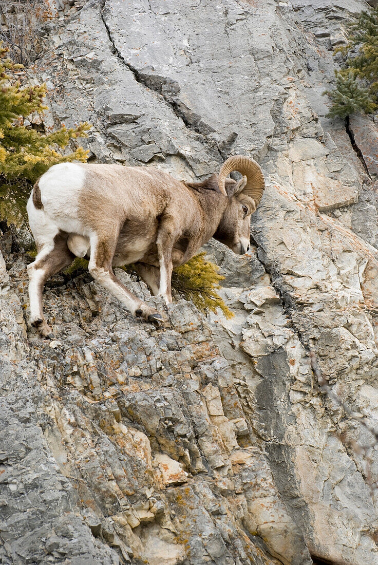 'Banff, Alberta, Canada; Mountain Sheep Precariously Perched On A Cliff Face'