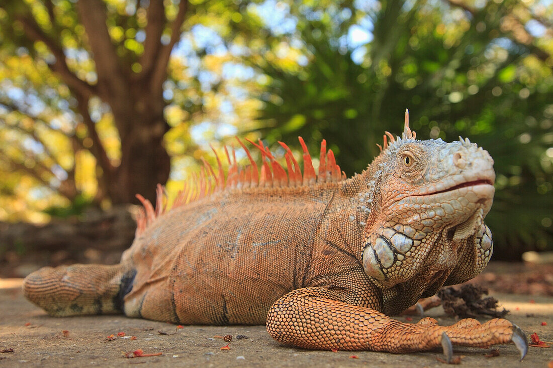 A Large Iguana