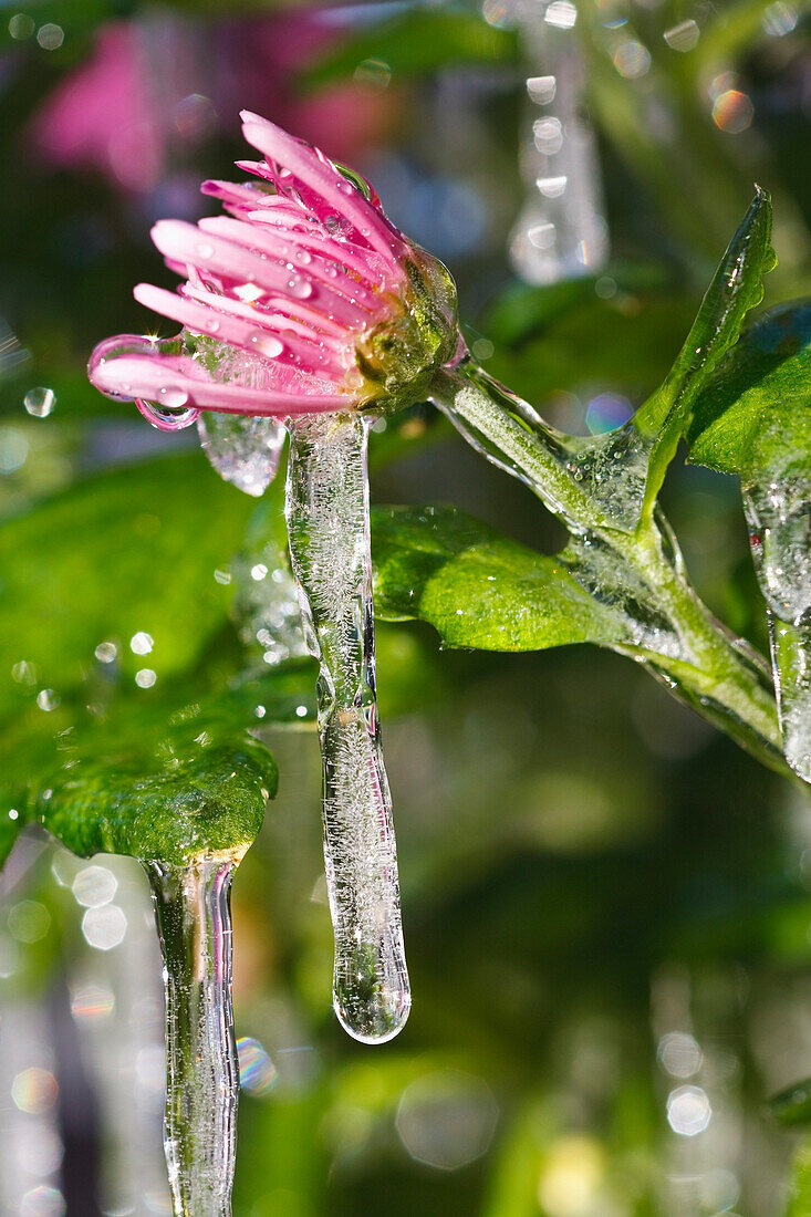 Icicles Hanging From A Flower